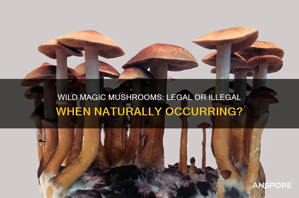 are magic mushrooms illegal if they grow in wild