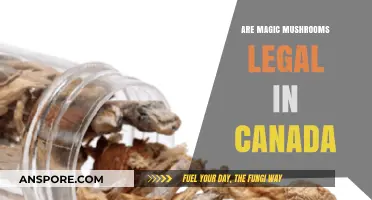 Are Magic Mushrooms Legal in Canada? Exploring Psilocybin Laws