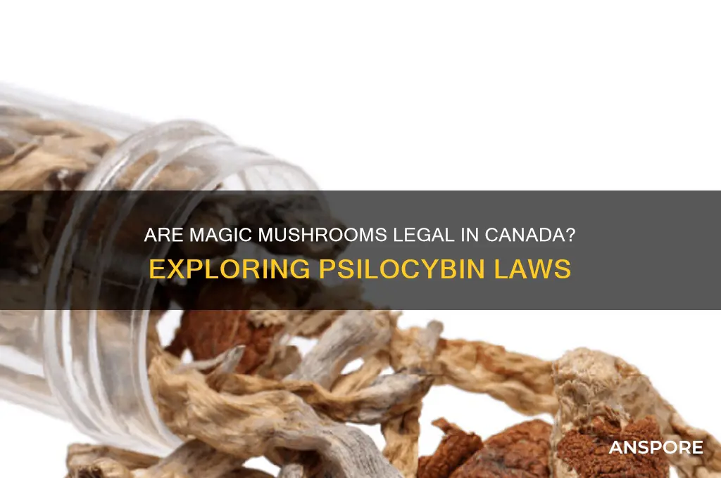 are magic mushrooms legal in canada