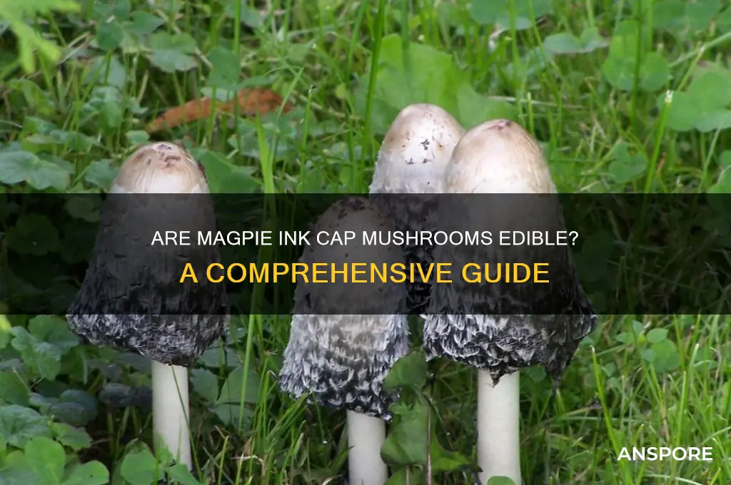 are magpie ink cap mushrooms edible