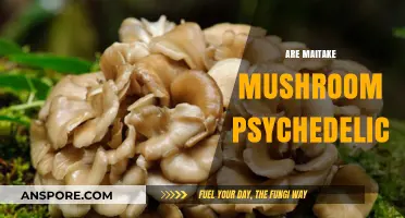 Maitake Mushrooms: Psychedelic or Not?