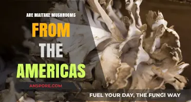 Are Maitake Mushrooms Native to the Americas? Unveiling the Truth