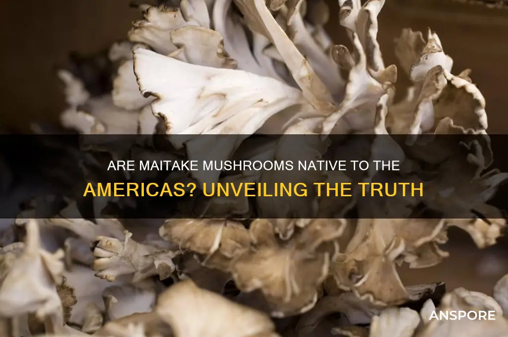are maitake mushrooms from the americas