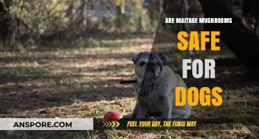 Maitake Mushrooms and Dogs: Safety, Benefits, and Risks Explained