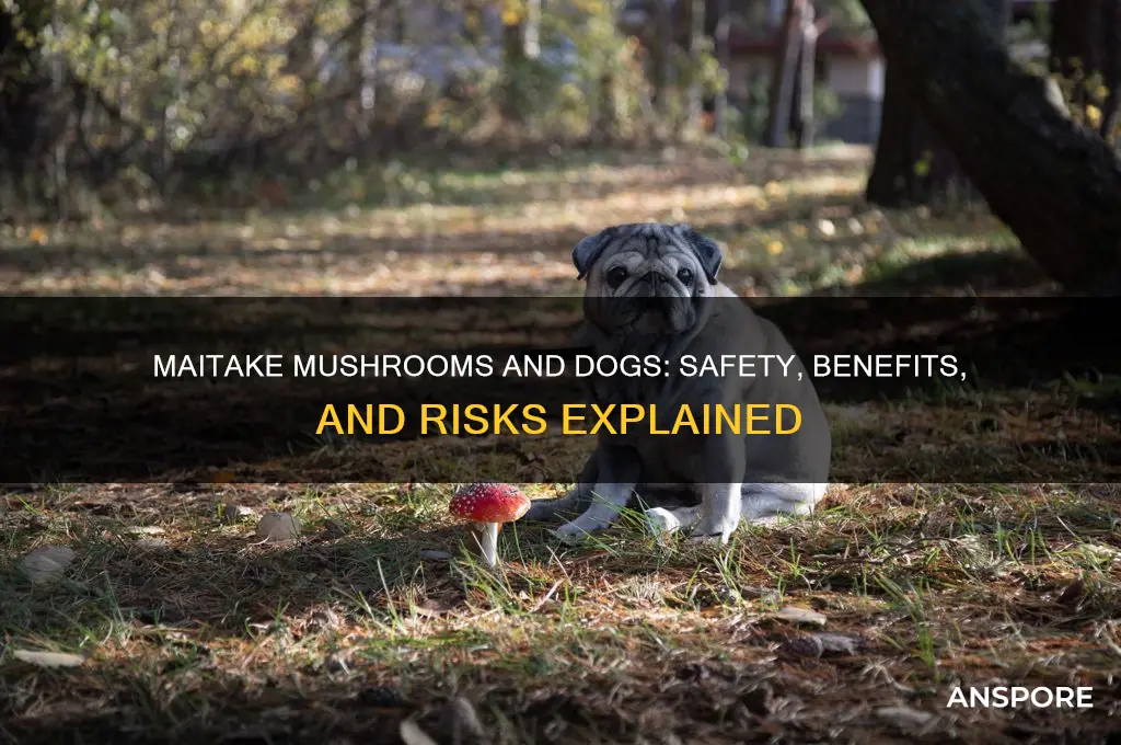 are maitake mushrooms safe for dogs