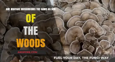 Maitake vs. Hen of the Woods: Are They Identical Mushrooms?