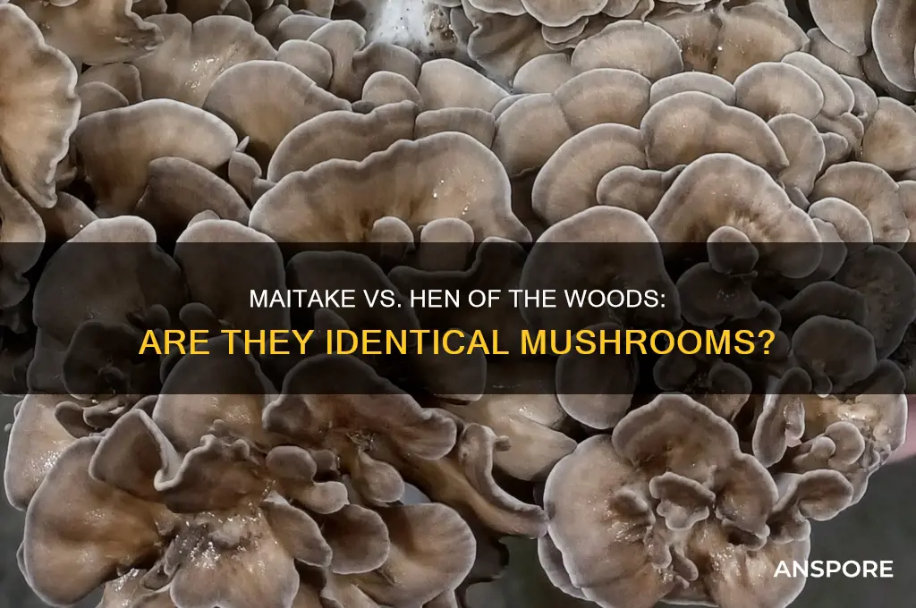 are maitake mushrooms the same as hen of the woods