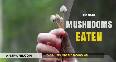 Exploring the Consumption of Magic Mushrooms: Facts and Risks