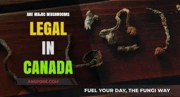 Are Magic Mushrooms Legal in Canada? Exploring Psilocybin's Legal Status