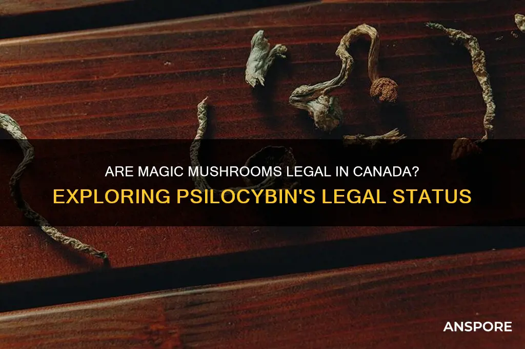 are majic mushrooms legal in canada