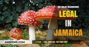 Exploring Jamaica's Legal Stance on Magic Mushrooms: What You Need to Know