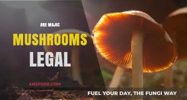 Are Magic Mushrooms Legal? Exploring Psilocybin's Legal Status Worldwide