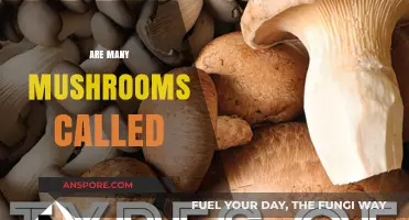 Mushroom Mystery: Why Are Many Fungi Unnamed?