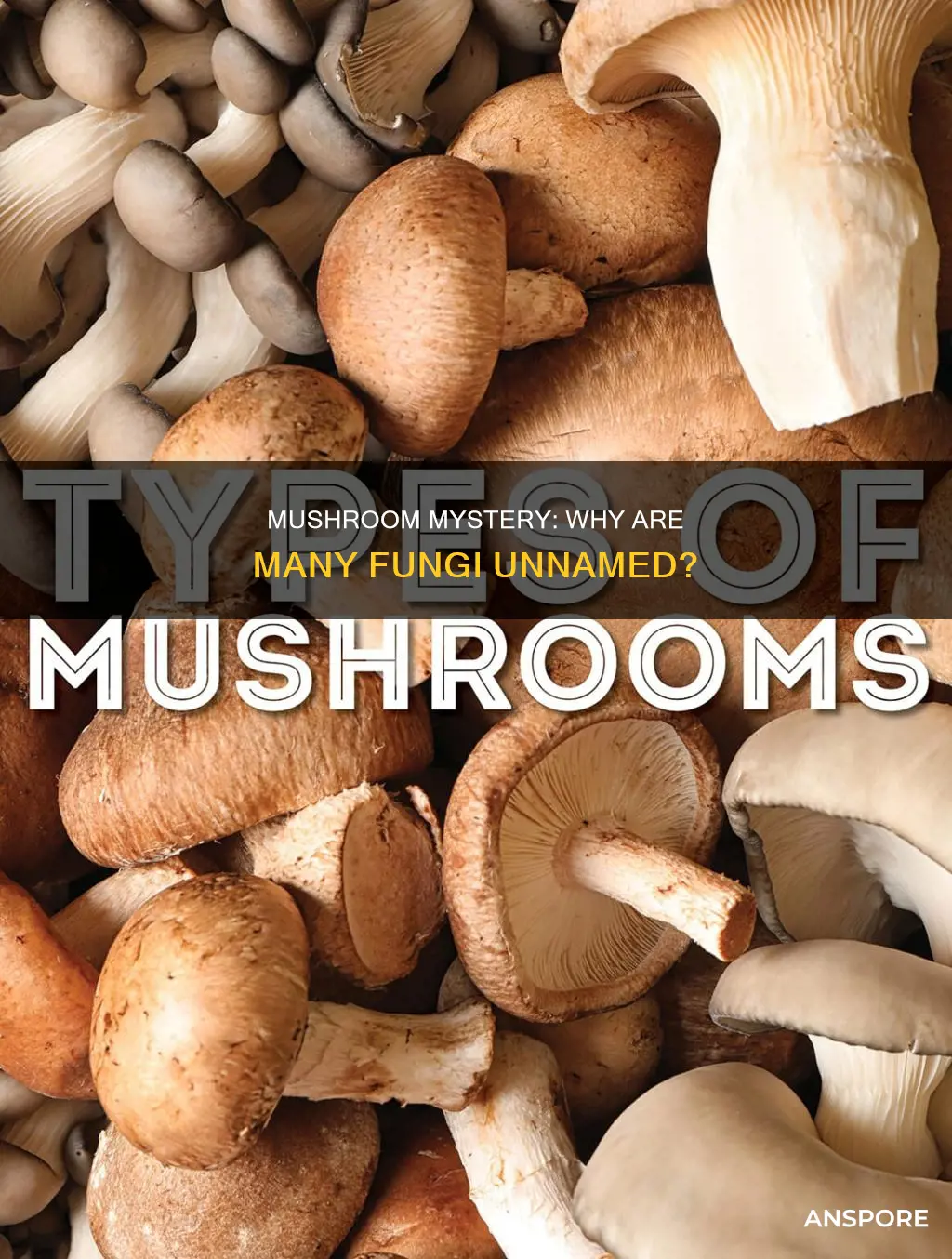are many mushrooms called
