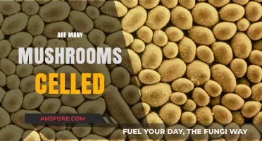 Mushroom Mystery: Are They Multi-Celled?