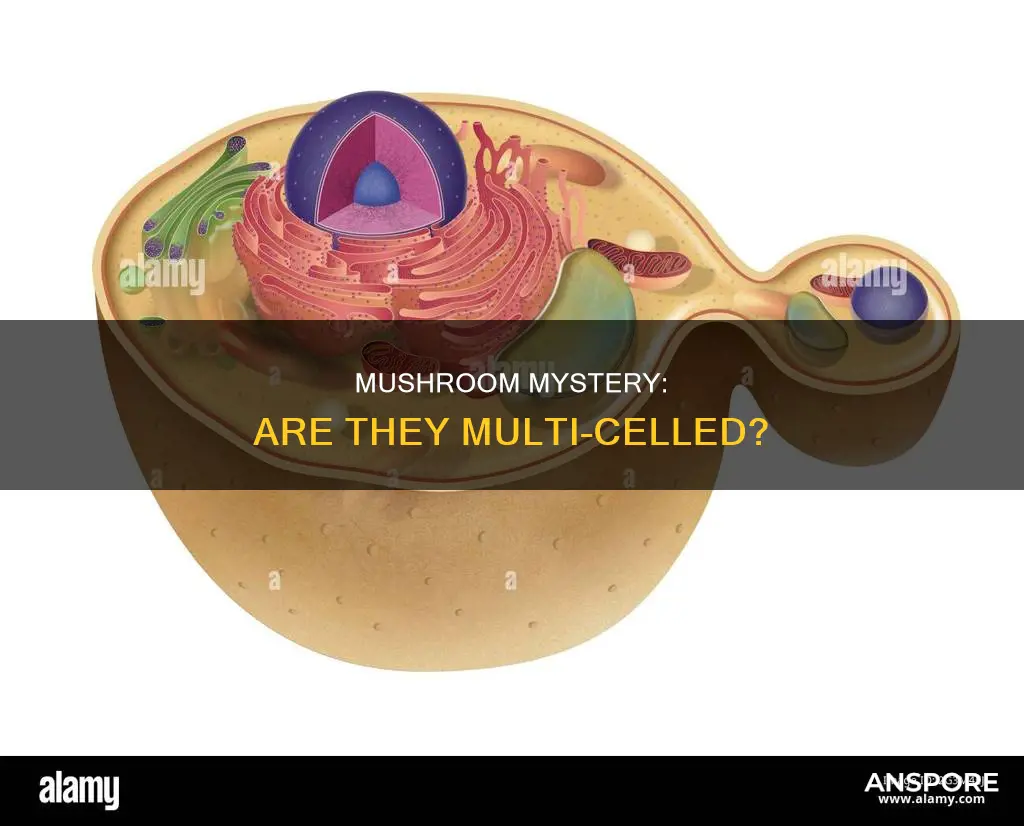 are many mushrooms celled