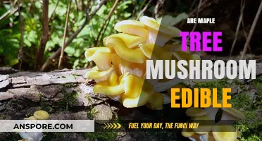 Can You Eat Mushrooms Growing on Maple Trees? A Guide