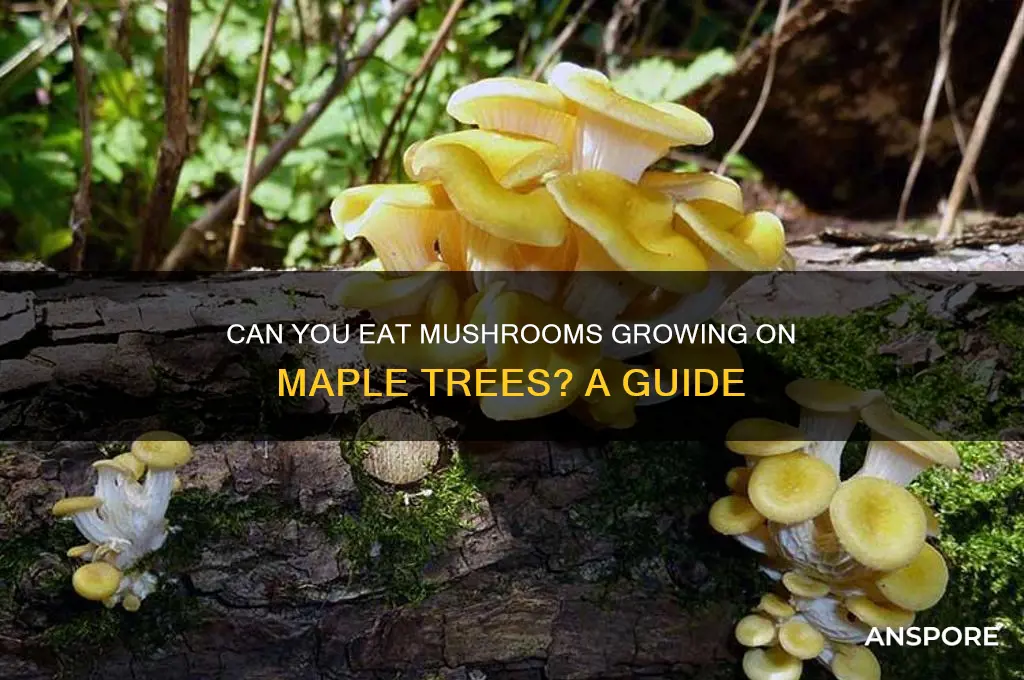 are maple tree mushrooms edible