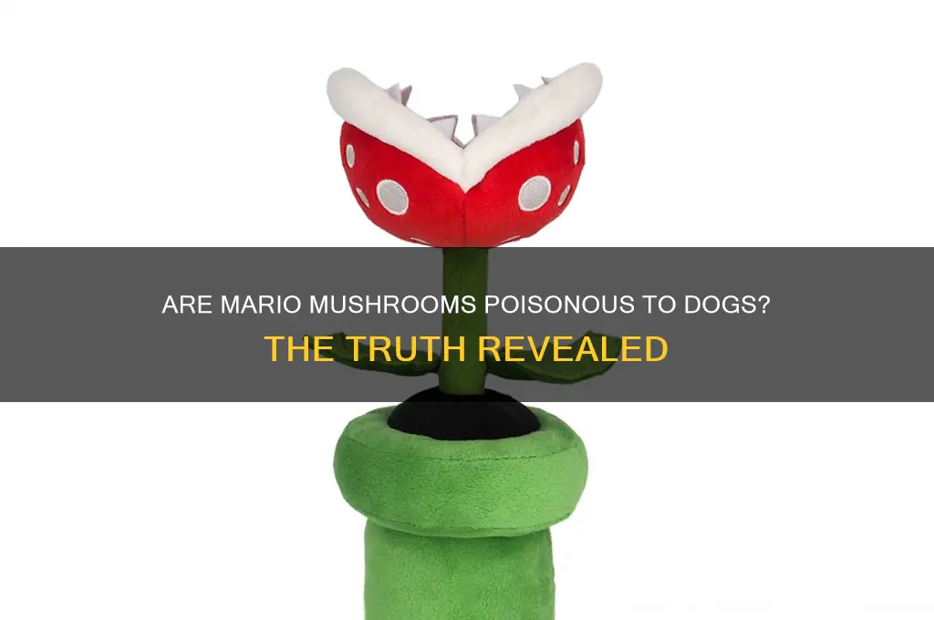are mario mushrooms poisinous to dogs