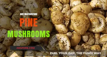 Matsutake Pine Mushrooms: A Forager's Treasure