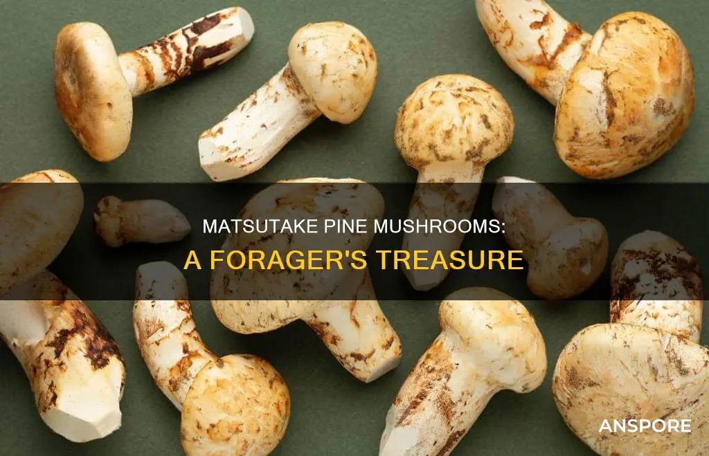 are matsustaki pine mushrooms