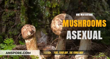 Matsutake Mushrooms: Understanding Their Unique Asexual Nature