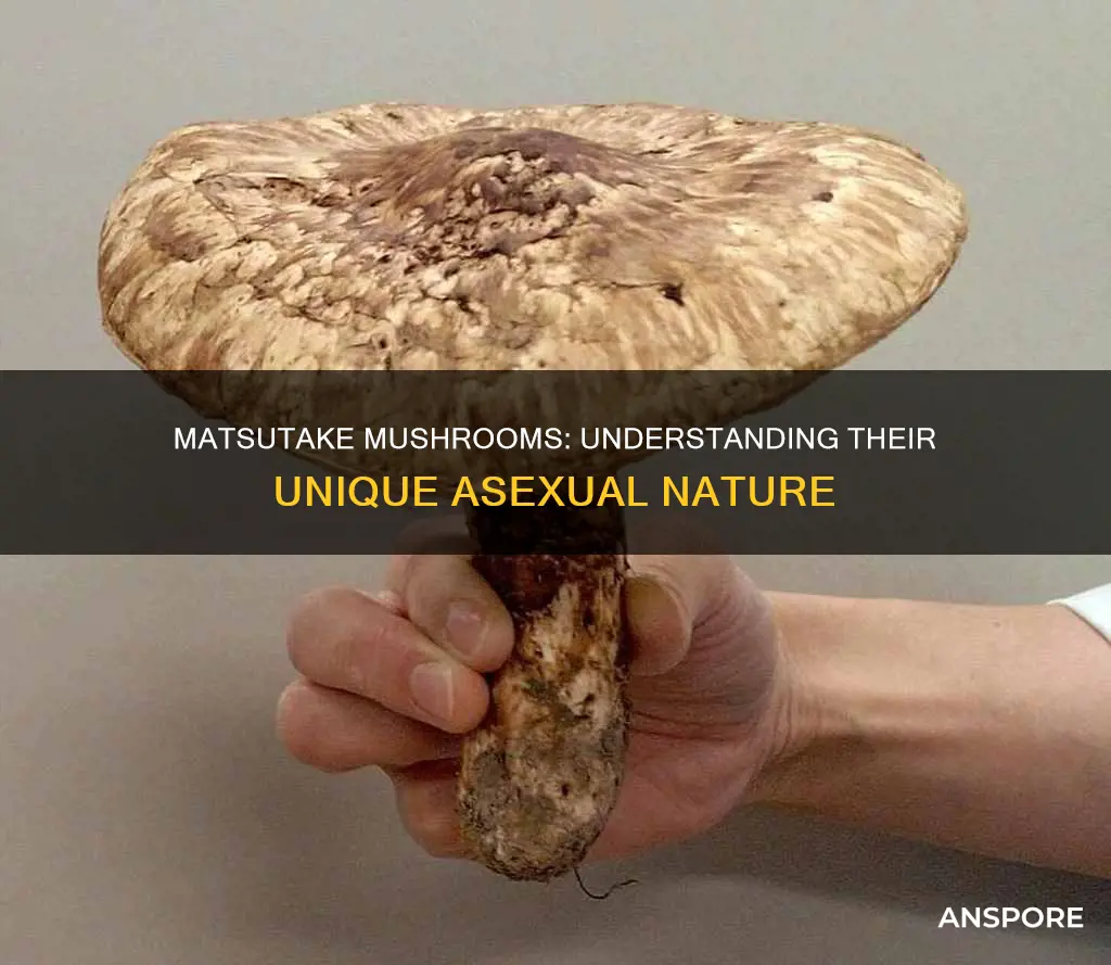 are matsutake mushrooms asexual