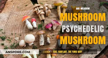 Meadow Mushrooms: Are They Psychedelic or Not?