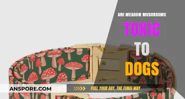 Are Meadow Mushrooms Toxic to Dogs? A Safety Guide