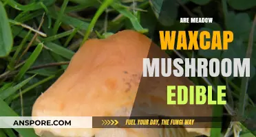 Meadow Waxcap Mushrooms: Edibility, Safety, and Culinary Potential Explored