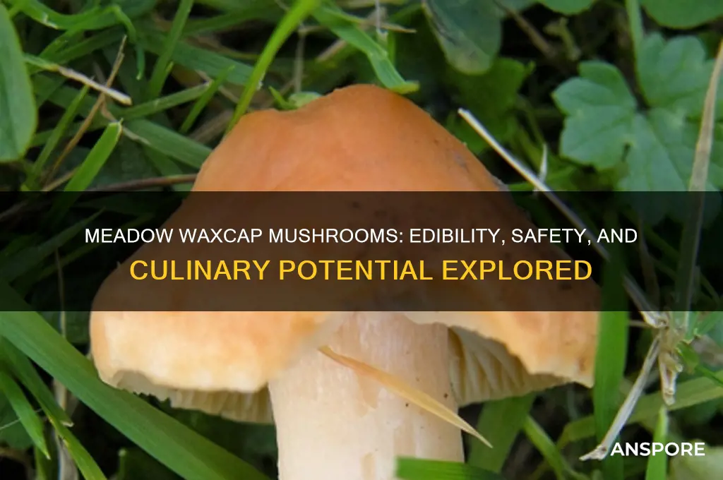 are meadow waxcap mushrooms edible