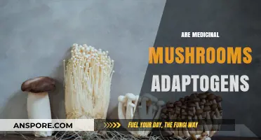 Medicinal Mushrooms: Natural Adaptogens for Stress Relief