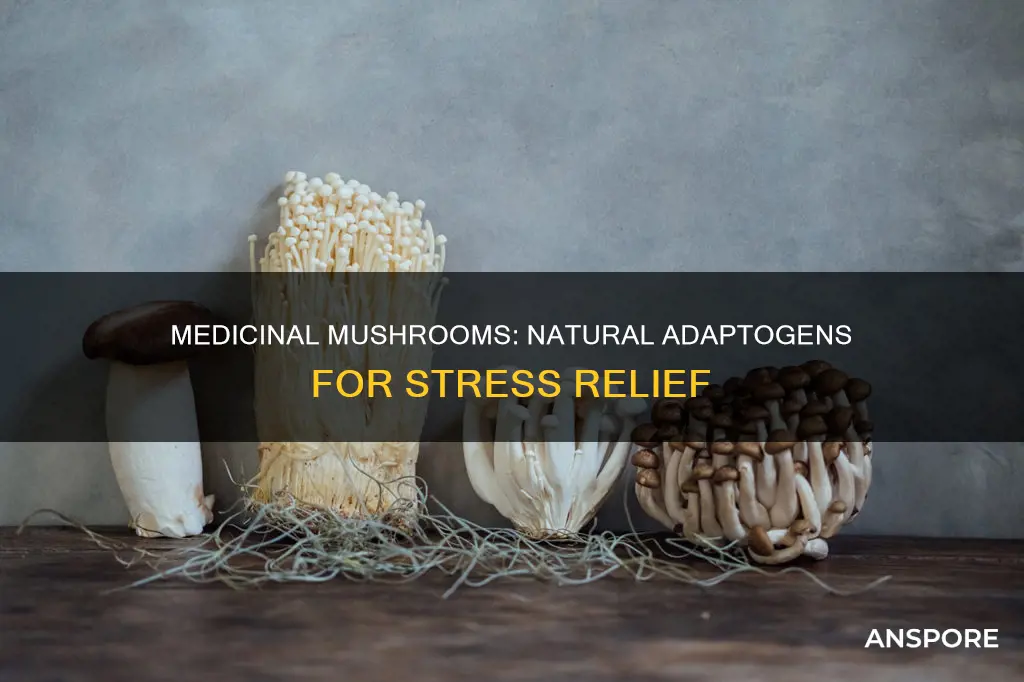 are medicinal mushrooms adaptogens