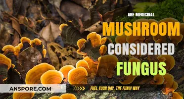 Medicinal Mushrooms: Friend or Foe?