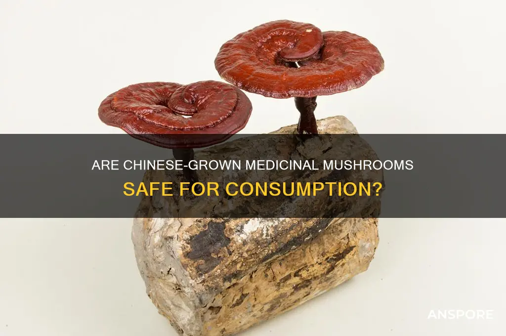 are medicinal mushrooms grown in china safe