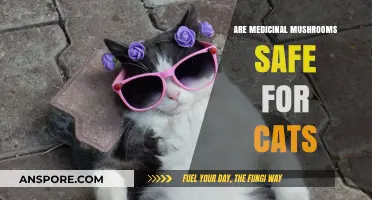Medicinal Mushrooms for Cats: Safety, Benefits, and Risks Explained