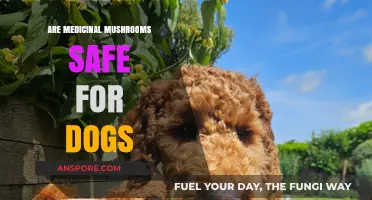 Medicinal Mushrooms for Dogs: Safe or Risky? Expert Insights