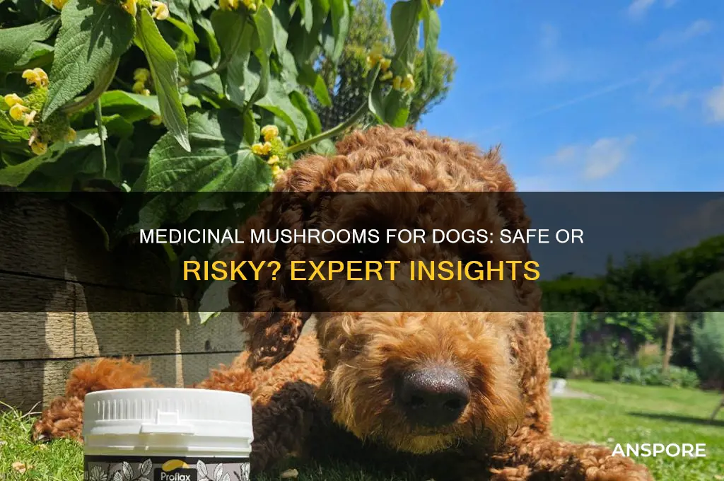 are medicinal mushrooms safe for dogs