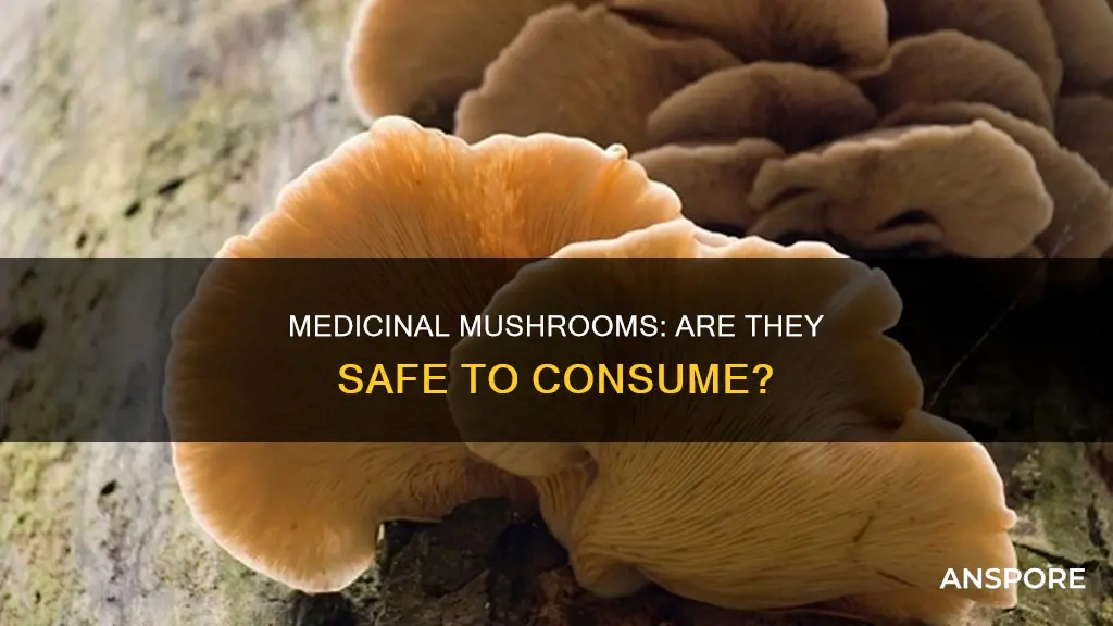 are medicinal mushrooms safe