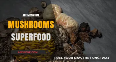 Medicinal Mushrooms: Nature's Superfood for Health