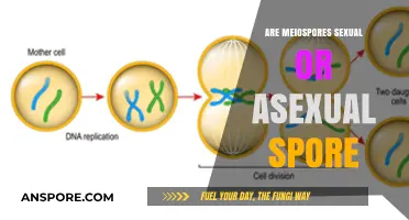 Meiospores: Understanding Their Sexual or Asexual Nature in Reproduction