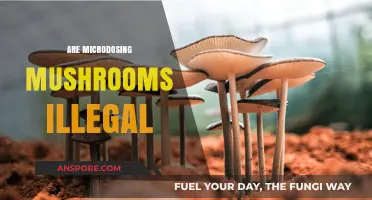 Microdosing Mushrooms: Legal or Not?