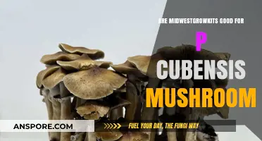 Midwest Grow Kits: Effective for Growing P. Cubensis Mushrooms?