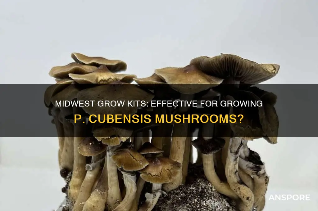 are midwestgrowkits good for p cubensis mushrooms