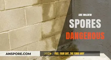 Are Mildew Spores Dangerous? Understanding Health Risks and Prevention Tips