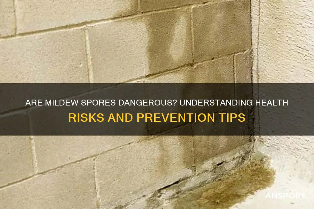 are mildew spores dangerous