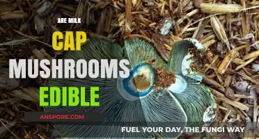 Are Milk Cap Mushrooms Edible? A Comprehensive Guide to Identification and Safety