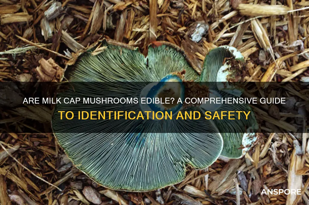 are milk cap mushrooms edible