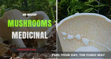 Milkcap Mushrooms: Nature's Medicine?