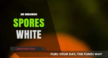 Are Mirasmius Spores White? Unveiling the Truth About Their Color